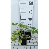 GRDplanten 6 x Thalictrum hybr. 'Elin' - Wiesenraute - Topf 9 x 9 cm
