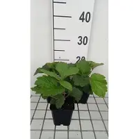 GRDplanten 6 x Rodgersia hybr. 'Bronze Peacock' - Schaublatt - Topf 9 x 9 cm