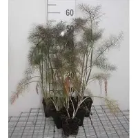 GRDplanten 6 x Foeniculum vulg. 'Giant Bronze' - Fenchel - Topf 9 x 9 cm