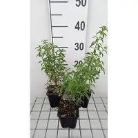 GRDplanten 6 x Geranium oxon. 'Claridge Druce' - Storchenschnabel- Topf 9 x 9 cm