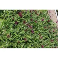 GRDplanten 6 x Centaurea mont. 'Amethyst Dream' - spornblume - Topf 9 x 9 cm