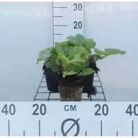 GRDplanten 6 x Geum cocc. 'Borisii' - Nelkenwurz - Topf 9 x 9 cm