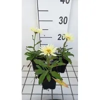 GRDplanten 6 x Leucanthemum (s) 'Banana Cream' - Margerite - Topf 9 x 9 cm