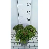 GRDplanten 6 x Sedum acre 'Aureum' - Fettblatt - Topf 9 x 9 cm