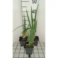 GRDplanten 6 x Iris (germ.) 'Glacier' - Schwertlilie - Topf 9 x 9 cm