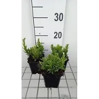 GRDplanten 6 x Lithodora dif. 'Alba' - Scheinsteinsame - Topf 9 x 9 cm