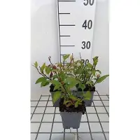 GRDplanten 6 x Phygelius rect. 'African Queen' - Kapfuchsie - Topf 9 x 9 cm