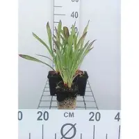 GRDplanten 6 x Helenium hoopesii - Sonnenbraut - Topf 9 x 9 cm