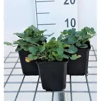 GRDplanten 6 x Heuchera briz. 'Schneewittchen' - Purpurglöckchen - Topf 9 x 9 cm