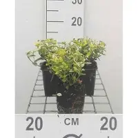 GRDplanten 12 x Euonymus fort. 'Em. 'n Gold' - Korkflügelstrauch - Topf 9 cm x 9 cm