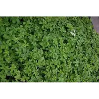 GRDplanten 6 x Astrantia major 'Superstar' ( 'white giant') - Sterndolde - Topf 9 x 9 cm
