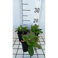 GRDplanten 6 x Bergenia hybr. 'Silberlicht' - pseudodictamnus - Topf 9 x 9 cm