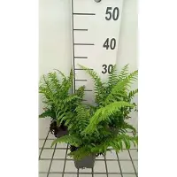 GRDplanten 6 x Polystichum munitum - Westamerikanischer Schwertfarn - Topf 9 x 9 cm