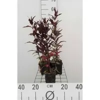 GRDplanten 6 x Lychnis arkw. 'Vesuvius' - Lichtnelke - Topf 9 x 9 cm