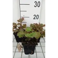 GRDplanten 6 x Tellima grand. 'Rubra' - Falsche Alraunwurzel - Topf 9 x 9 cm