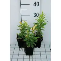 GRDplanten 6 x Solidago hybr. 'Strahlenkrone' - Goldrute - Topf 9 x 9 cm
