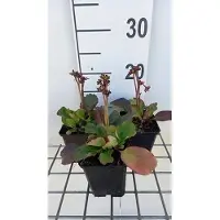 GRDplanten 6 x Bergenia hybr. 'Morgenröte' - pseudodictamnus - Topf 9 x 9 cm