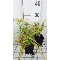 GRDplanten 6 x Tradescantia (a) 'Sweet Kate' ( 'blue and gold') - Tradescantia - Topf 9 x 9 cm