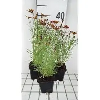 GRDplanten 6 x Coreopsis vert. 'Ladybird' - Mädchenauge - Topf 9 x 9 cm
