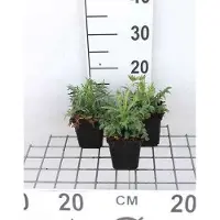 GRDplanten 6 x Knautia arvensis - Witwenblume - Topf 9 x 9 cm
