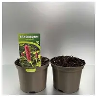 GRDplanten 6 x Sanguisorba menziesii - Pimpinelle - Topf 9 x 9 cm