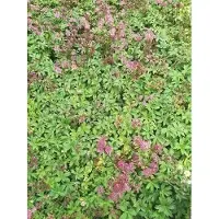 GRDplanten 6 x Astrantia major 'Ruby Star' - Sterndolde - Topf 9 x 9 cm