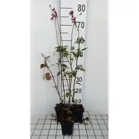 GRDplanten 6 x Salvia 'Wendy's Wish' - Sternmoos - Topf 9 x 9 cm