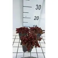 GRDplanten 6 x Sedum hybr. 'Chocolate Ball' - Fettblatt - Topf 9 x 9 cm