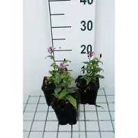 GRDplanten 6 x Tricyrtis form. 'Dark Form' - Krötenlilie - Topf 9 x 9 cm