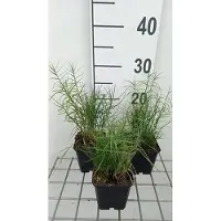 GRDplanten 6 x Carex musk. 'Little Midge' - Muskingum-Segge Little Midge - Topf 9 x 9 cm