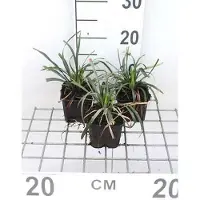 GRDplanten 6 x Liriope musc. 'Ingwersen' - Lilientraube - Topf 9 x 9 cm