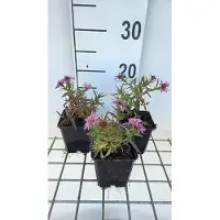 GRDplanten 6 x Aster dum. 'Alice Haslam' - Herbstaster - Topf 9 x 9 cm