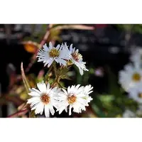 GRDplanten 6 x Aster n.-b. 'White Ladies' - Herbstaster - Topf 9 x 9 cm