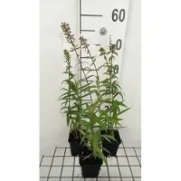 GRDplanten 6 x Phlox (m) 'Omega' - Flammenblume - Topf 9 x 9 cm