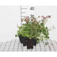 GRDplanten 6 x Geranium cant. 'Karmina' - Storchenschnabel - Topf 9 x 9 cm