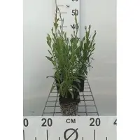 GRDplanten 6 x Gaura lindh. 'Whirling Butterflies'( oenothera li - Gaura - Topf 9 x 9 cm
