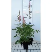 GRDplanten 6 x Astilbe (a) 'Venus' - Prachtspiere - Topf 9 x 9 cm
