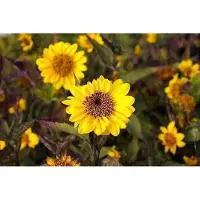 GRDplanten 6 x Helianthus decap. 'Triomphe de Gand' - Sonnenblume - Topf 9 x 9 cm