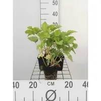 GRDplanten 6 x Stachys grandiflora 'Superba' - Ziest - Topf 9 x 9 cm