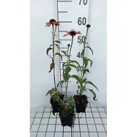 GRDplanten 6 x Echinacea purp. 'Sundown' - Sonnenhut - Topf 9 x 9 cm