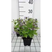 GRDplanten 6 x Nepeta subs. 'Washfield' - Katzenminze - Topf 9 x 9 cm