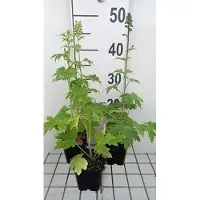 GRDplanten 6 x Delphinium (p) 'Summer Skies' ( 'sommerhimmel') - Rittersporn - Topf 9 x 9 cm