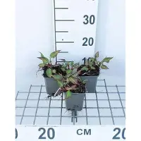 GRDplanten 6 x Persicaria ampl. 'J.s. Calor' - Kerzenknöterich - Topf 9 x 9 cm