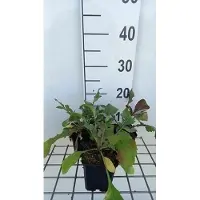 GRDplanten 6 x Ceratostigma plumbaginoides - Hornblume - Topf 9 x 9 cm