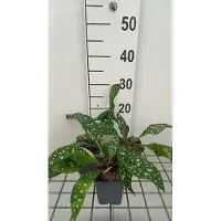 GRDplanten 6 x Pulmonaria hybr. 'Trevi Fountain' - Braunelle - Topf 9 x 9 cm