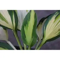 GRDplanten 6 x Hosta hybr. 'Color Festival' - Hosta - Topf 9 x 9 cm