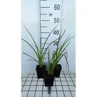 GRDplanten 6 x Kniphofia hybr. 'Wrexham Buttercup' - Fackellilie - Topf 9 x 9 cm