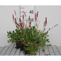 GRDplanten 6 x Persicaria aff. 'Darjeeling Red' - Kerzenknöterich - Topf 9 x 9 cm