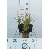 GRDplanten 6 x Kniphofia hybr. 'Little Maid' - Fackellilie - Topf 9 x 9 cm