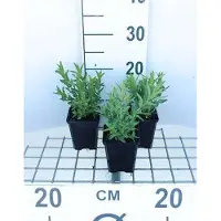 GRDplanten 6 x Lythrum salicaria - Weiderich - Topf 9 x 9 cm